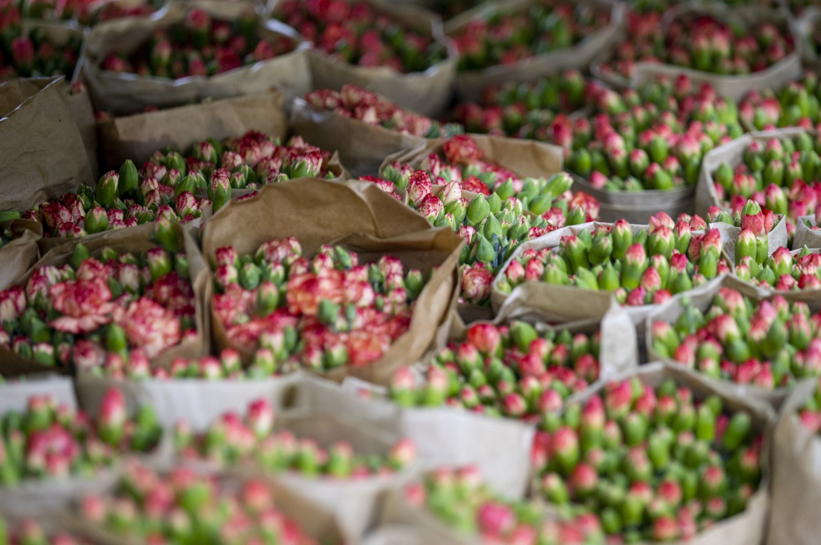 Cut flowers prepared for export, Antalya, southern Turkey, Feb. 8, 2021. (AA Photo)