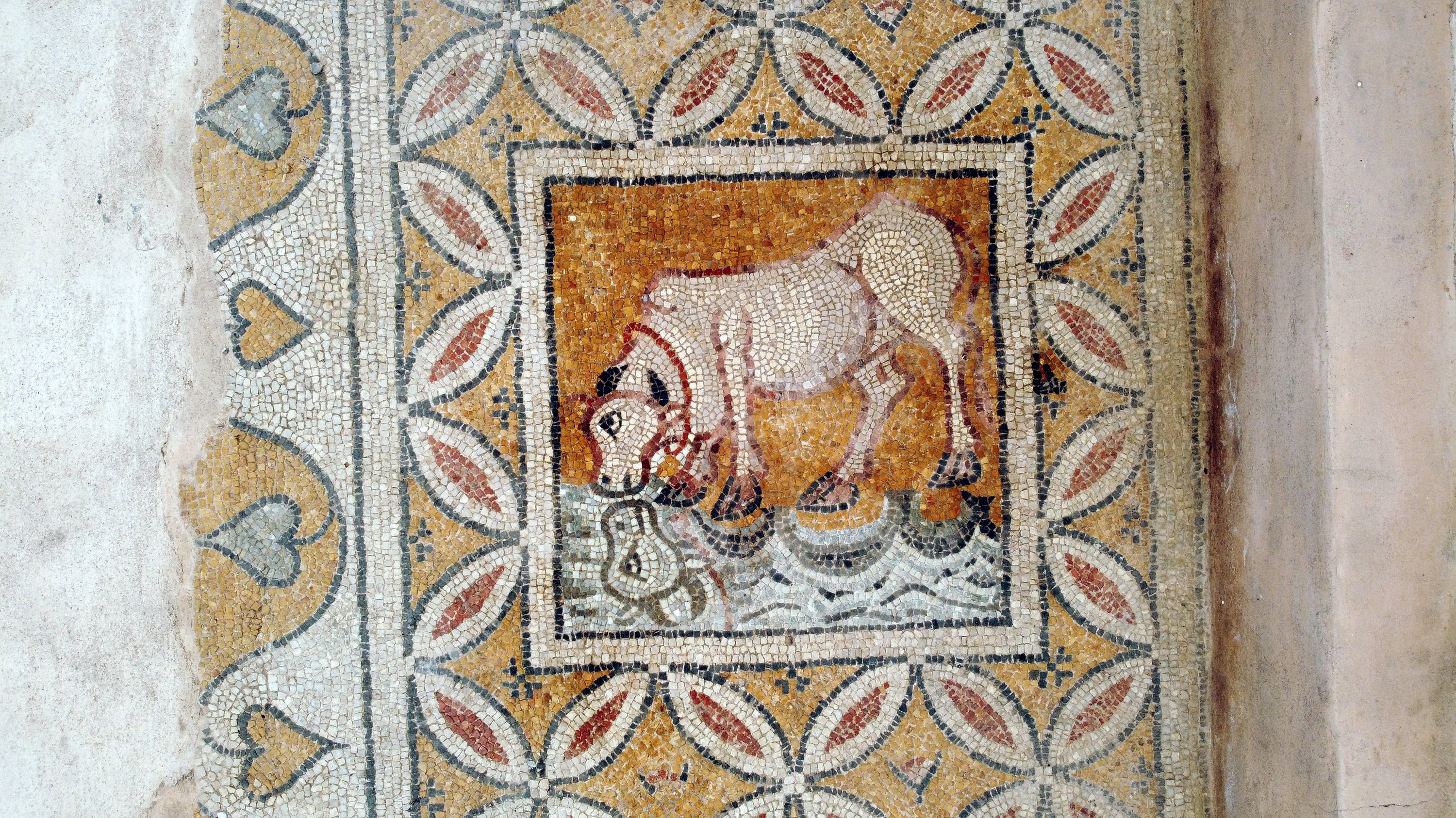 A mosaic on the floor of Church B in the ancient city of Hadrianopolis, Karabük, northern Turkey, Feb. 8, 2020. (AA PHOTO)
