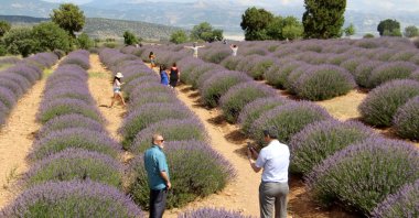 People stand among the village's lavender fields, from which the community earns its main source of income, Kuyucak, Isparta, western Turkey. (DHA Photo)