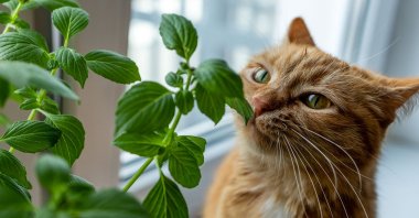 If your cat seems to be craving a potted plant salad lately, try to make it as unappealing as possible or pay more attention. (Shutterstock Photo)