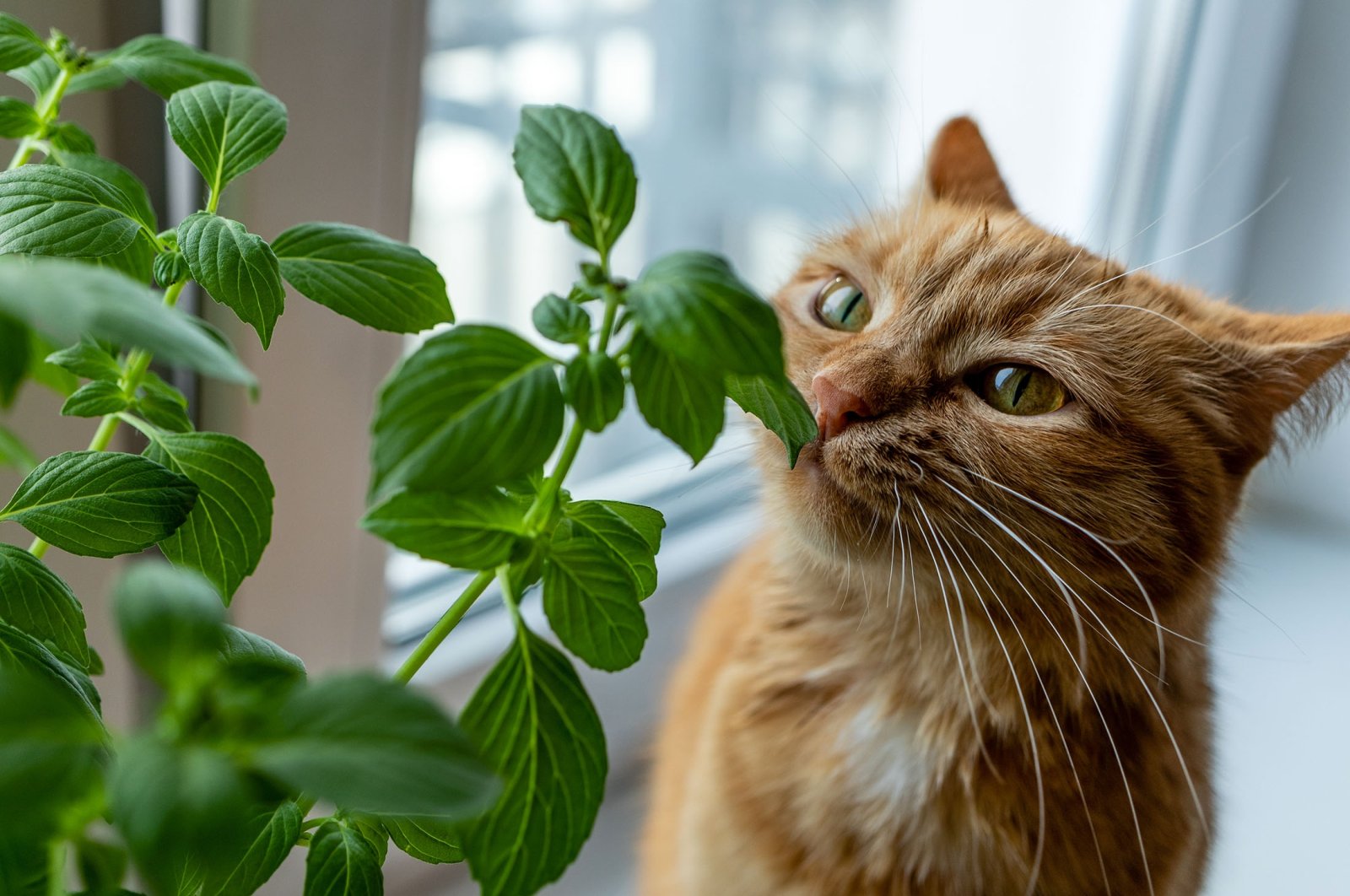 If your cat seems to be craving a potted plant salad lately, try to make it as unappealing as possible or pay more attention. (Shutterstock Photo)