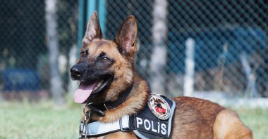 A K9 dog of the Turkish Counter Narcotics Training Academy. (Twitter @narkoakademi)