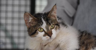 A veterinarian holds an infected cat at a shelter, in Eskişehir, central Turkey, Feb. 11, 2021. (DHA Photo)