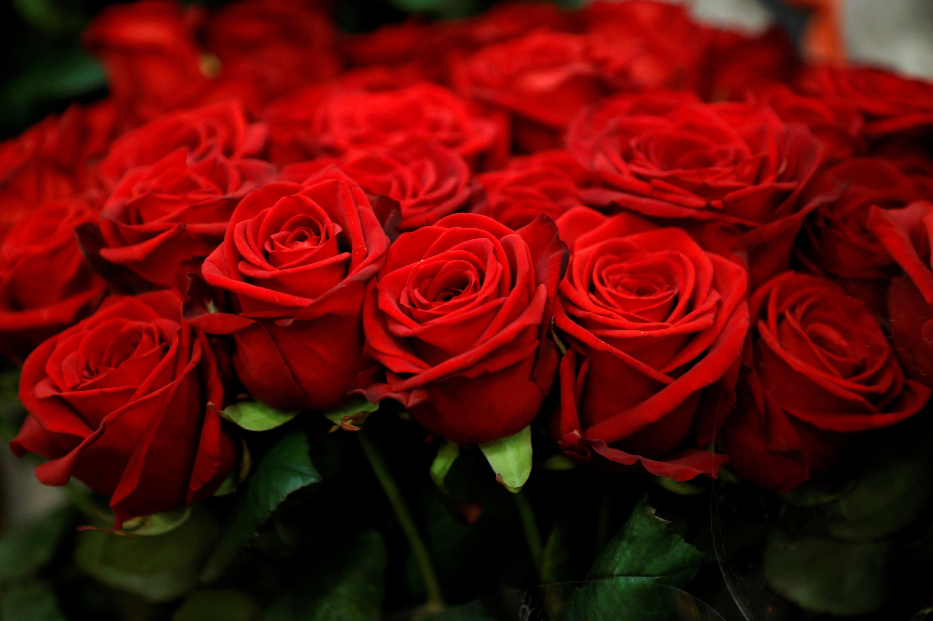 The price of love: Valentine&#39;s Day roses harm environment | Daily Sabah