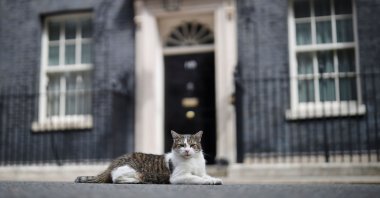 In this file photo Larry, Britain's official Chief Mouser lies outside 10 Downing Street in London, the U.K., July 10, 2019 (AFP)