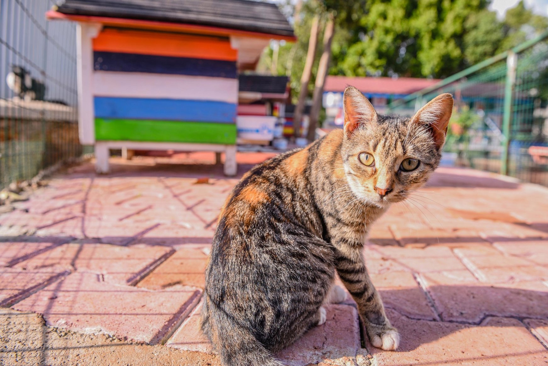 Paw City Welcomes Fluffy Residents In Turkey S Antalya Daily Sabah Paw City Welcomes Fluffy Residents In Turkey S Antalya Daily Sabah