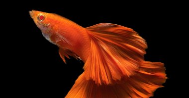 A full red albino male guppy fish with a big tail and dorsal. (Shutterstock Photo)