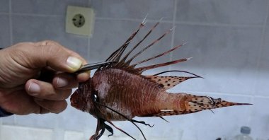 A lionfish caught in Mersin, southern Turkey, Feb. 15, 2020. (DHA Photo)