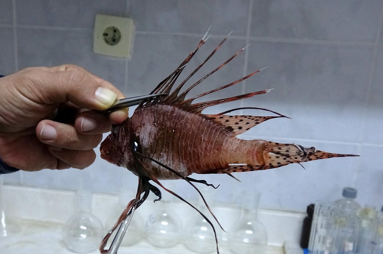 A lionfish caught in Mersin, southern Turkey, Feb. 15, 2020. (DHA Photo)