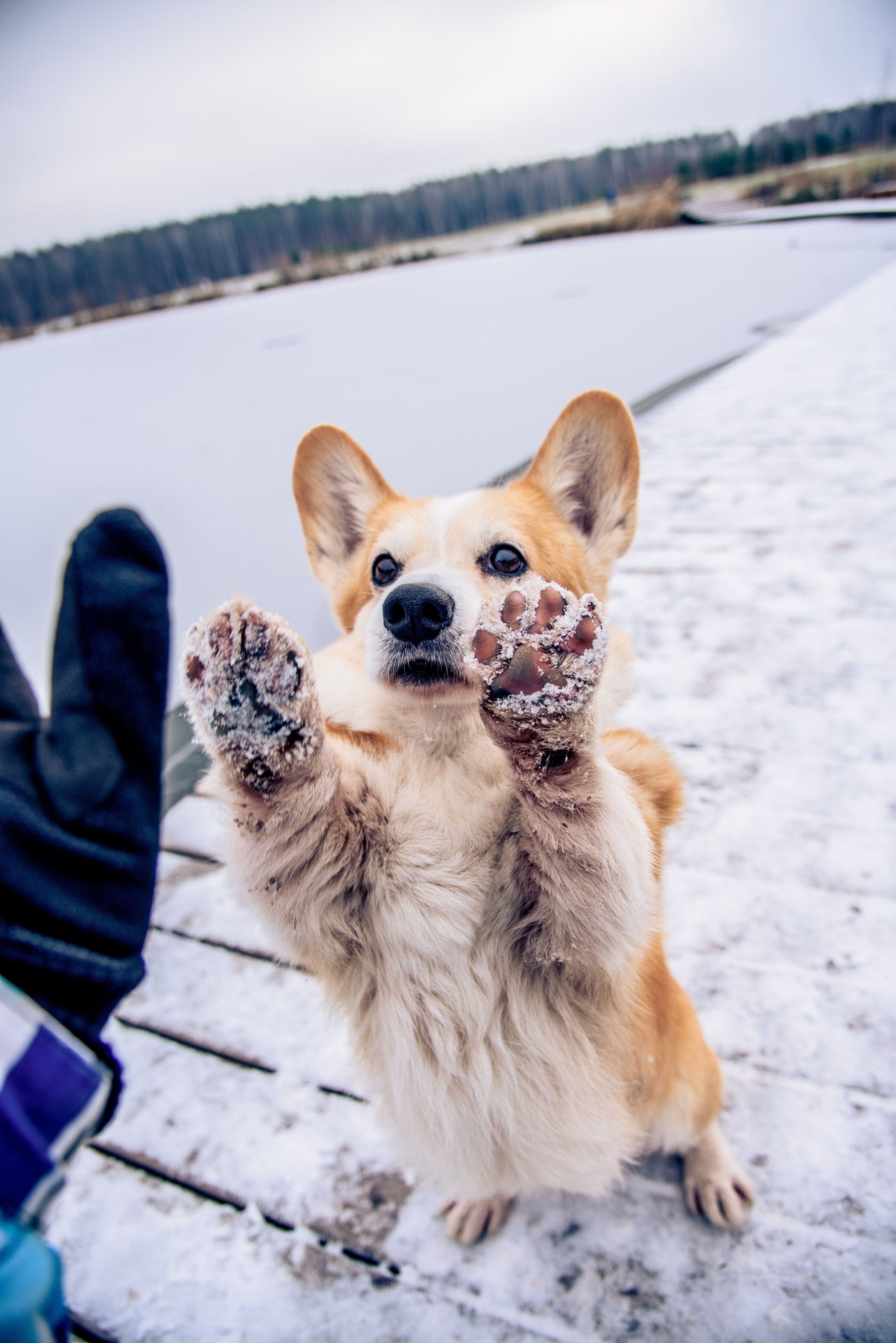 Snow can turn into ice with your dog's body heat and get stuck between its toes. (Shutterstock Photo)