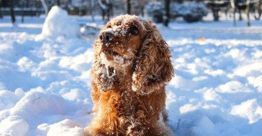 Snow is all fun and games until it turns to ice on your dog's fur and paws. (Shutterstock Photo)