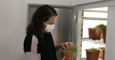 Zahide Neslihan Öztürk Gökçe shows a pot containing hair grass, in Niğde, central Turkey, Feb. 16, 2021. (AA Photo)