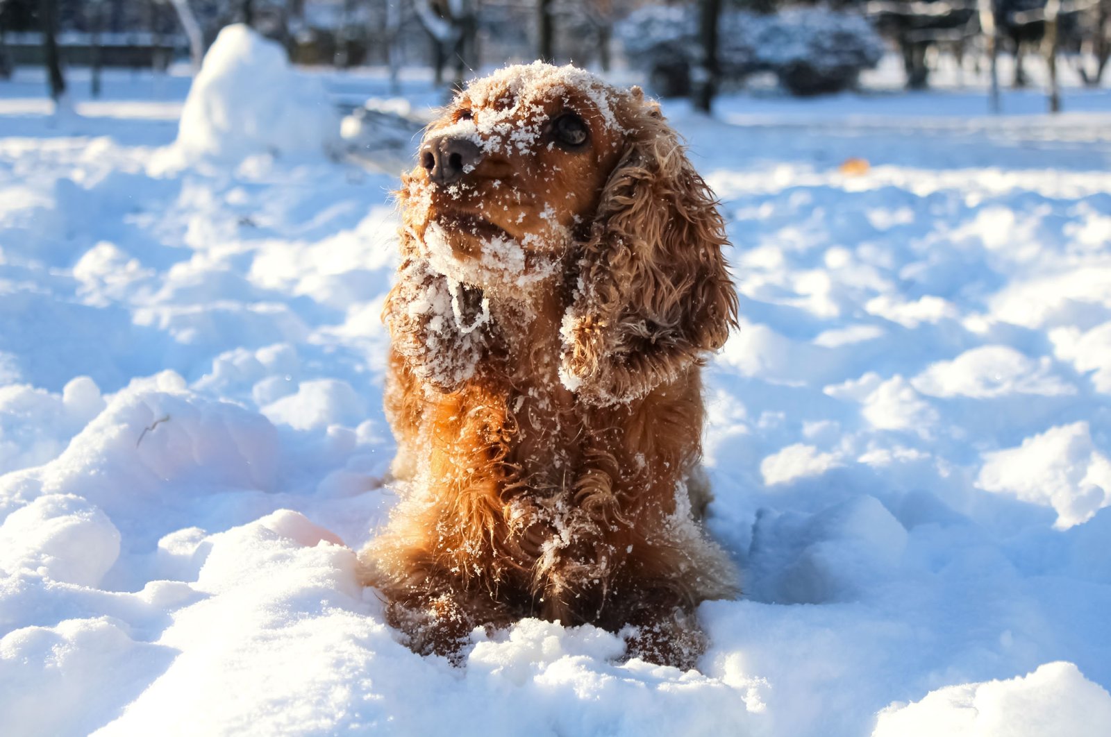 Brilliant hacks to prevent snow from sticking to your dog's fur | Daily Sabah
