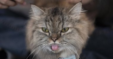A cat has its hair brushed at the Caturday Cafe in Bangkok, Thailand, May 8, 2020. (AP Photo)
