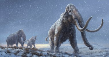 An artist's reconstruction shows the extinct steppe mammoth, an evolutionary predecessor to the woolly mammoth that flourished during the last Ice Age, based on the genetic knowledge gained from the Adycha mammoth specimen that from which DNA, more than 1 million years old, was extracted. (Reuters)