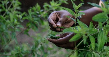 Zumbani plant is seen being picked in a garden in Zimbabwe's Harare on Feb. 17, 2021 (AA Photo)