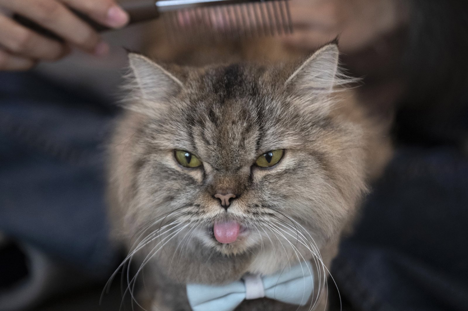 A cat has its hair brushed at the Caturday Cafe in Bangkok, Thailand, May 8, 2020. (AP Photo)