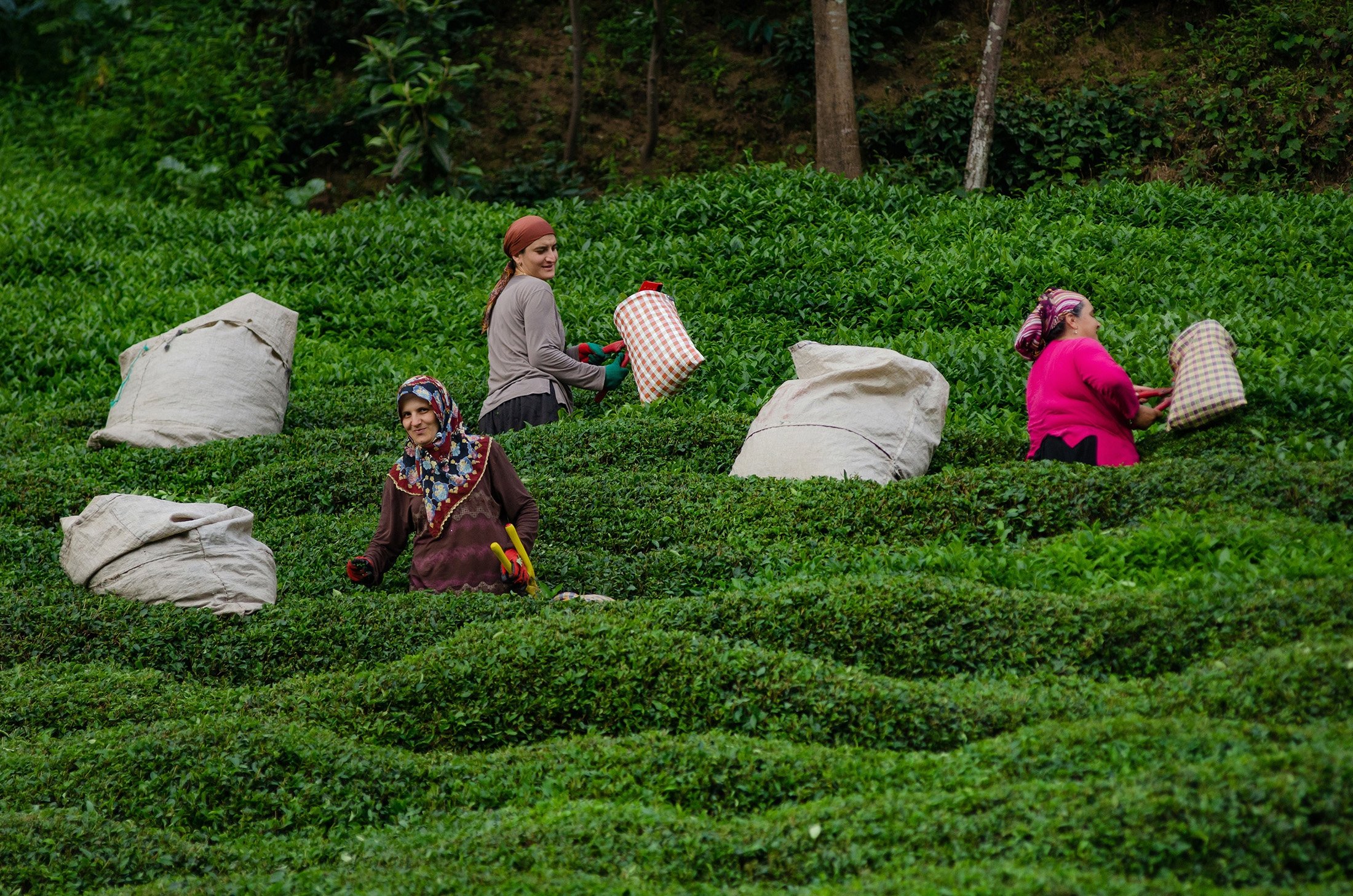 Turkish women pick tea at the plantations of the Black Sea Mountains near Rize in northeast Turkey, May 9, 2014. (GETTY IMAGES)