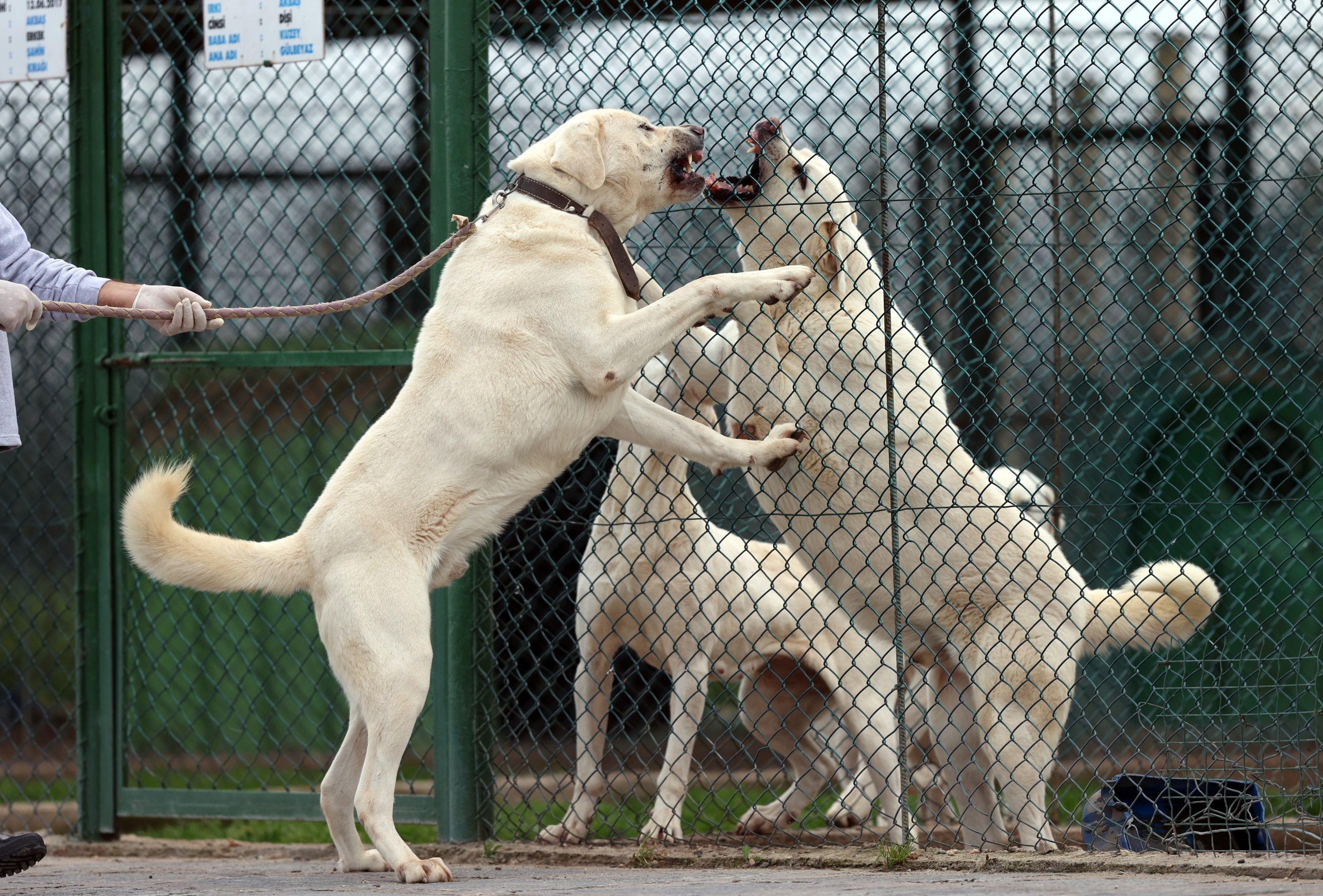 Turkish dog store