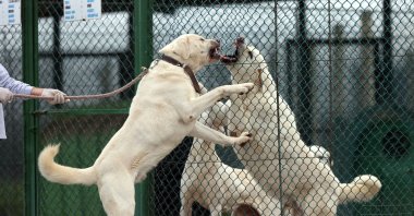 Akbaş dogs at the breeding facility in Karacabey district, in Bursa, northwestern Turkey, Feb. 18, 2021. (AA Photo)