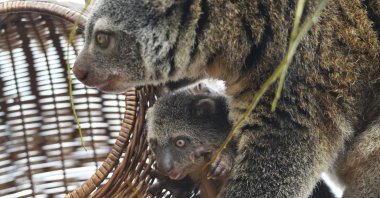 A baby of the highly endangered Indonesian cuscus bear with its mother Duzy at the Wroclaw Zoo in Wroclaw, Poland on Feb. 16, 2021. (AP Photo)