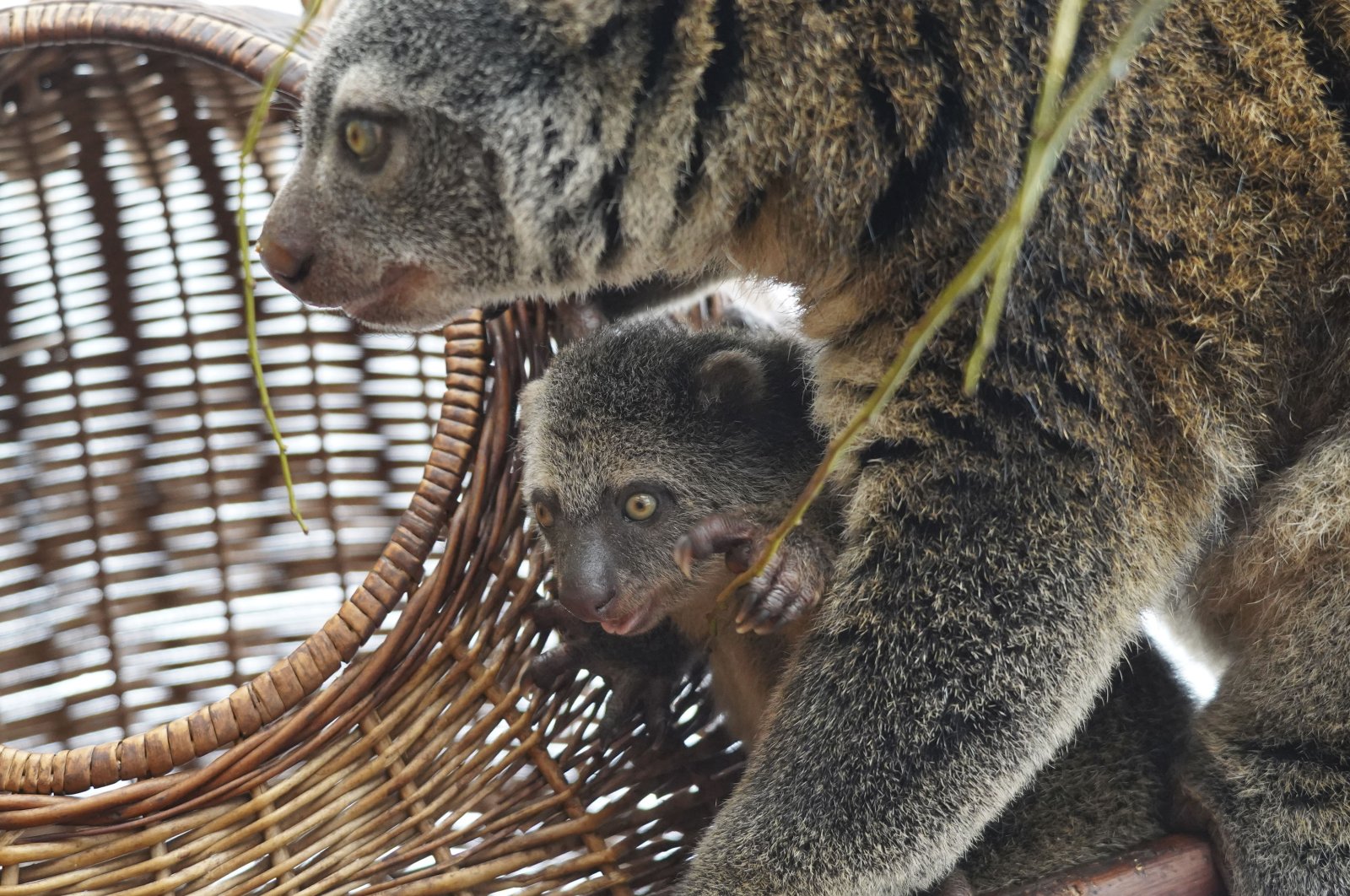 A baby of the highly endangered Indonesian cuscus bear with its mother Duzy at the Wroclaw Zoo in Wroclaw, Poland on Feb. 16, 2021. (AP Photo)