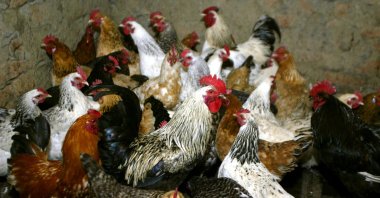 Chickens await vaccination against bird flu at the settlement Peredovoi 100 km (62 miles) from Russia's southern city of Stavropol, March 11, 2006. (Reuters Photo)