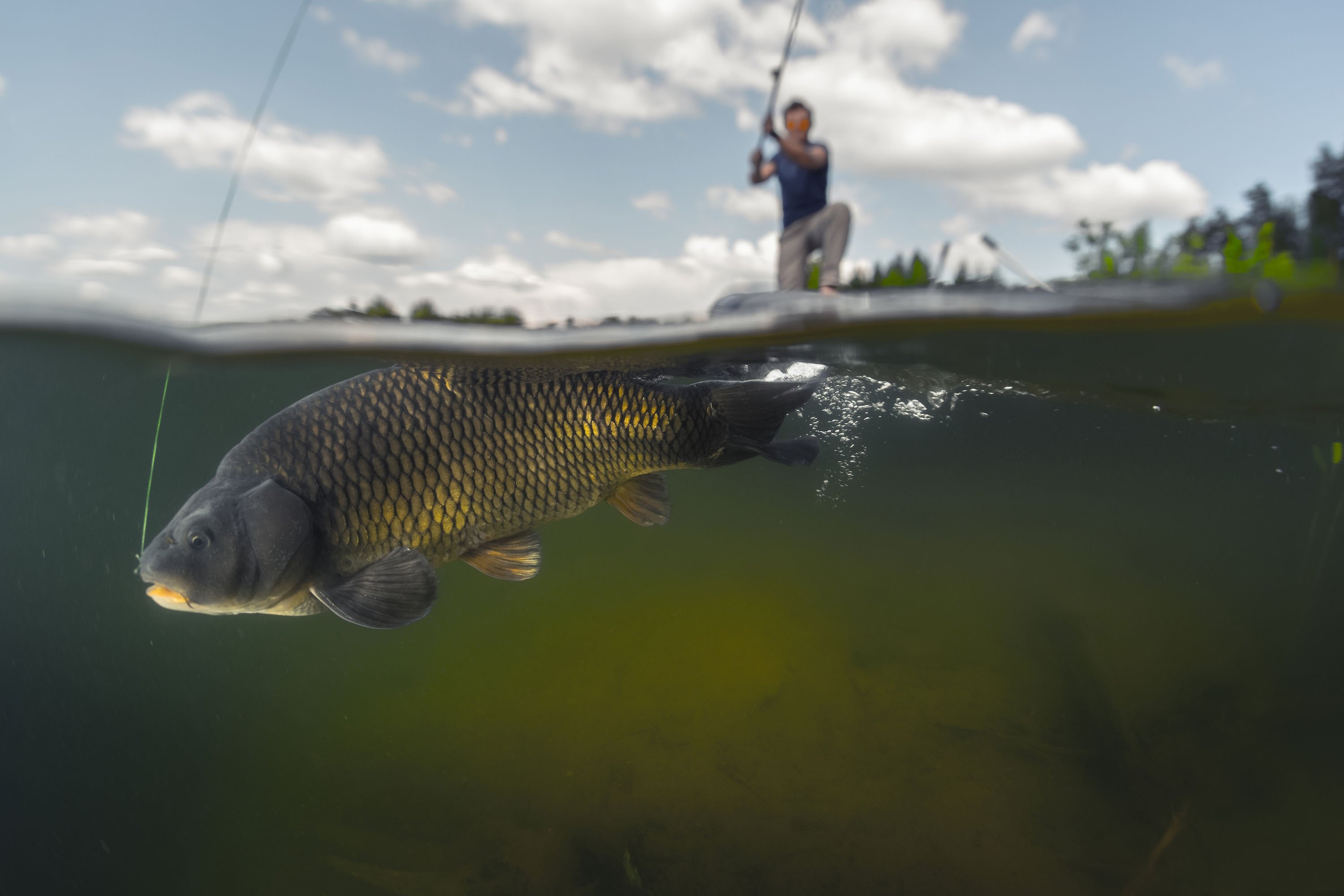 Freshwater Fishing - NYSDEC