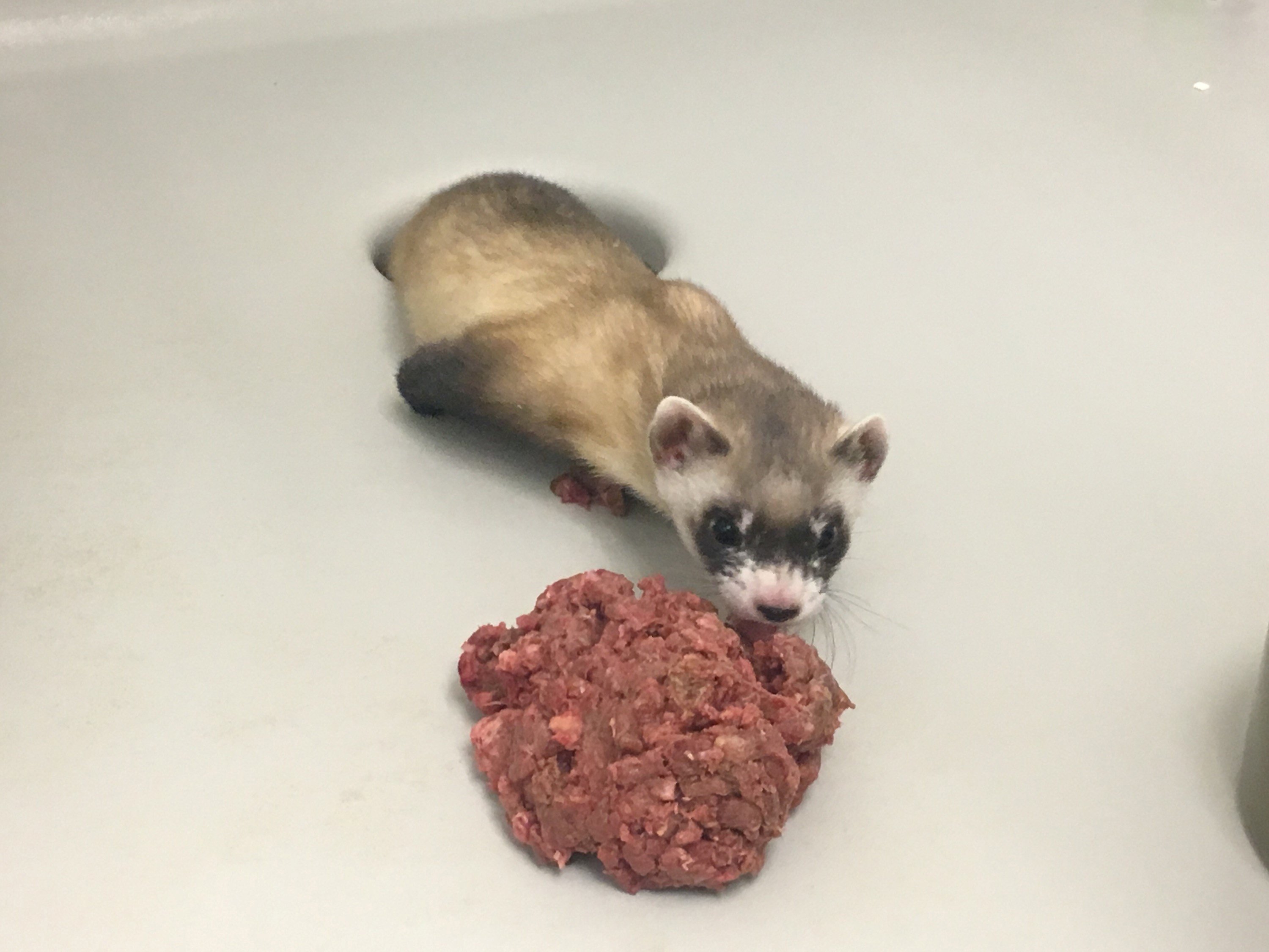Elizabeth Ann, the first cloned black-footed ferret, at 60-days old, checks out a snack at the USFWS National Black-footed Ferret Conservation Center near Fort Collins, Colorado, U.S., Feb. 18, 2021. (Reuters)