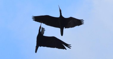 A couple of northern ibis birds are seen flying in the clear blue sky, Feb. 19, 2021. (AA Photo)