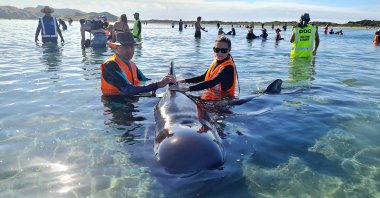 Rescuers work to save pilot whales beached at Farewell Spit at the top of the South Island of New Zealand, Feb. 22, 2021. (Project Jonah via AP)