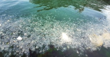 The excessive numbers of jellyfish on the coast of Istanbul's neighborhoods, Feb. 23, 2021. (Photo by Mustafa Kaya)