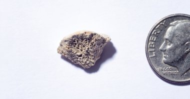 The bone fragment, a piece of femur smaller than a nickel, belongs to a dog that lived more than 10,000 years ago. (Credit: Douglas Levere / University at Buffalo)