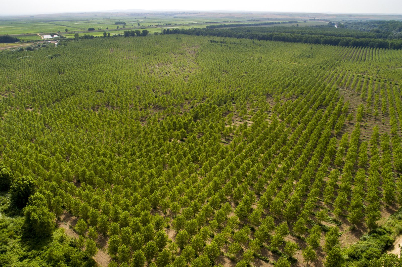 Thousands of saplings that are planted as part of a forestation campaign in northwestern Edirne, Aug. 6, 2017. (Sabah File Photo)