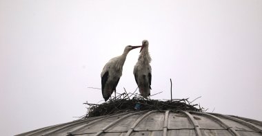 Two storks in Bingöl, southeastern Turkey have made the Sanayi Sitesi Mosque their home for these past four years. (AA Photo)