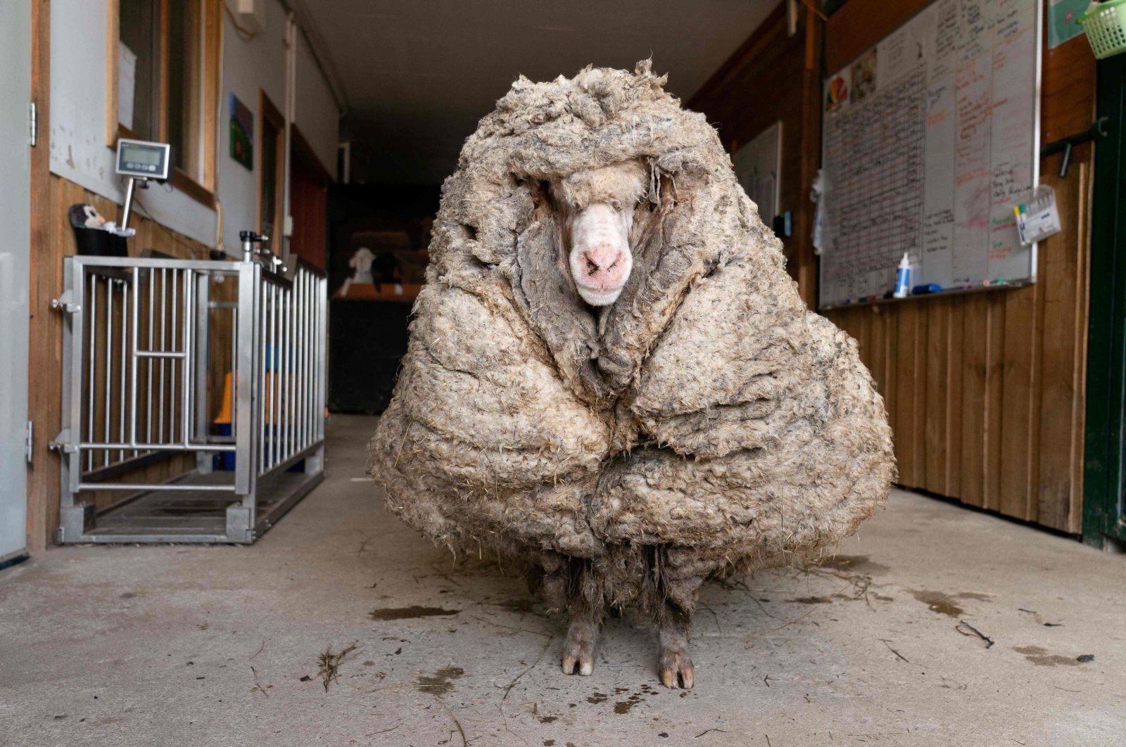 "Baarack", a wild sheep who was found with a huge 35-kilogram (77 lbs.) coat, can be seen at Edgar's Mission Farm Sanctuary in Lancefield, Victoria state, Feb. 25, 2021. (Edgar’s Mission Handout via AFP)