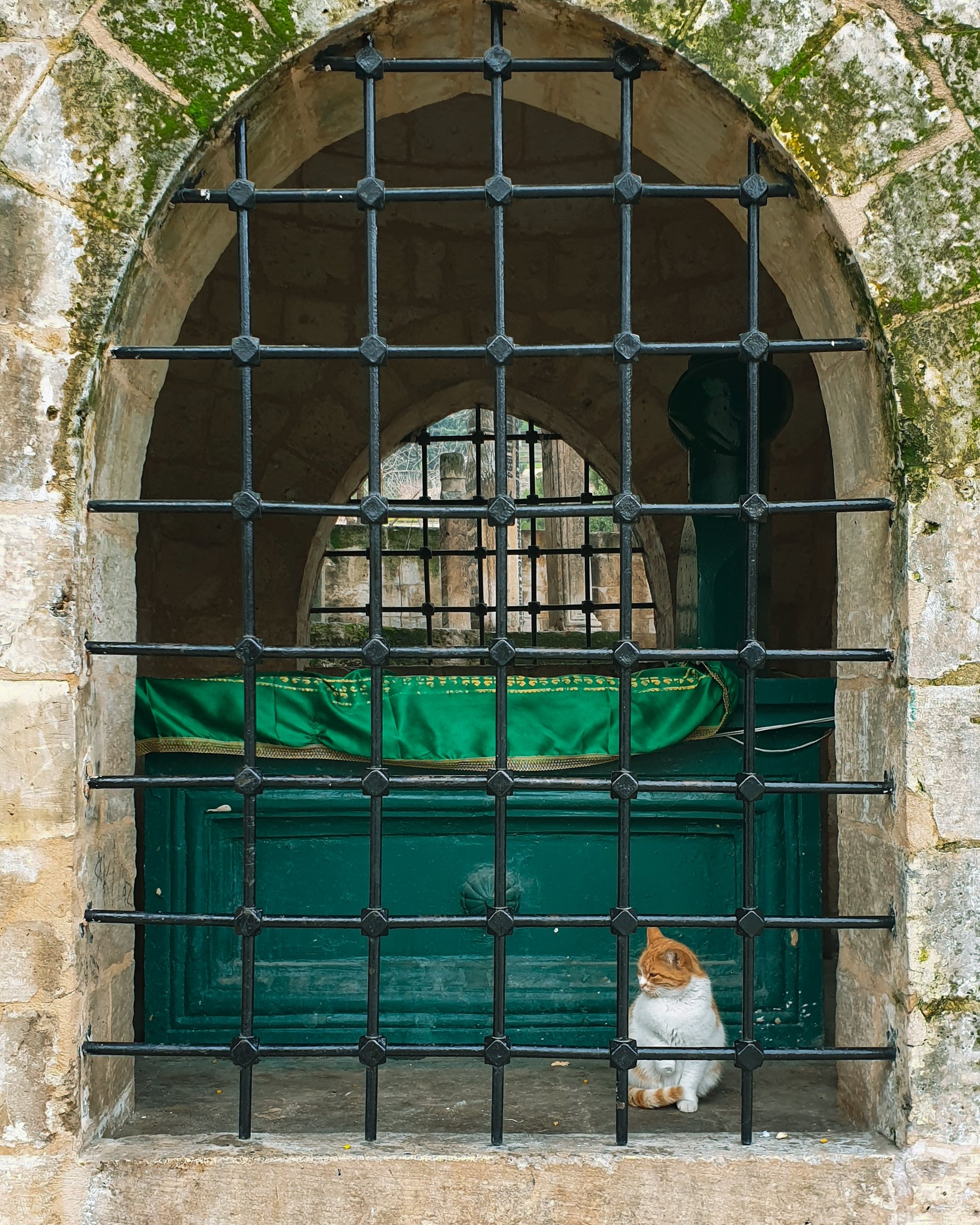 Un gato en un antiguo cementerio cerca de Balaklegal.  (Foto de Argun Konuk)