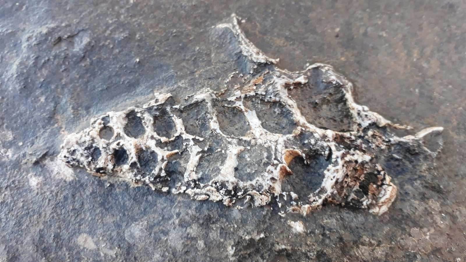The gastropod fossil, thought to be 70 million years old, was found etched on a rock in Adıyaman in southeastern Turkey on March 1, 2021. (DHA Photo)