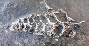 The gastropod fossil, thought to be 70 million years old, was found etched on a rock in Adıyaman in southeastern Turkey on March 1, 2021. (DHA Photo)