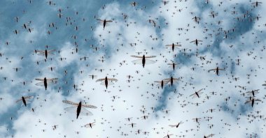 A picture taken on February 9, 2021, shows a swarm of desert locusts flying after an aircraft sprayed pesticide in Meru, Kenya. (AFP Photo)