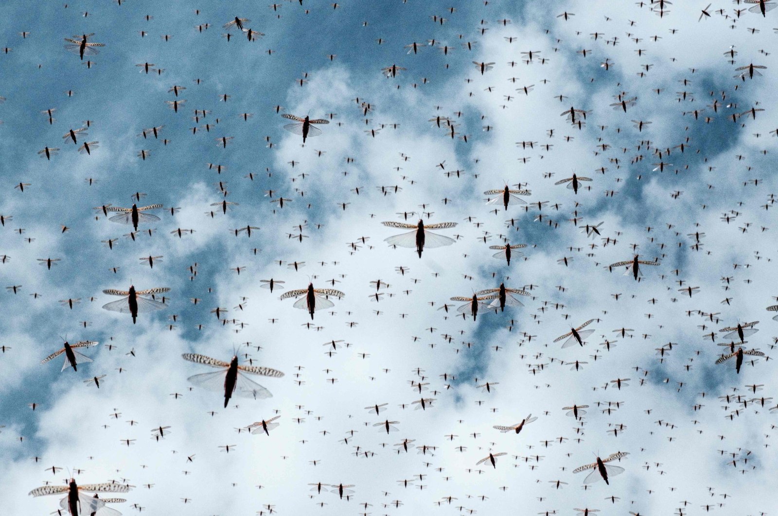 A picture taken on February 9, 2021, shows a swarm of desert locusts flying after an aircraft sprayed pesticide in Meru, Kenya. (AFP Photo)