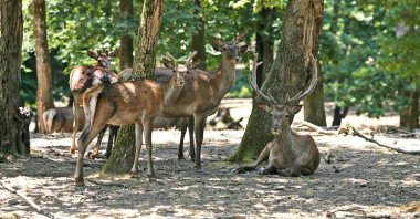 Deers at a breeding station in Istanbul, Turkey, Mar. 3, 2021. (AA PHOTO) 
