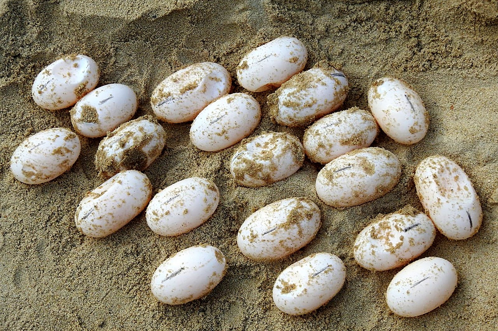 Royal turtle eggs on the sand at the Koh Kong Reptile Conservation Center (KKRCC) in Koh Kong province, Cambodia, photo released on March 2, 2021. (Wildlife Conservation Society via AFP)