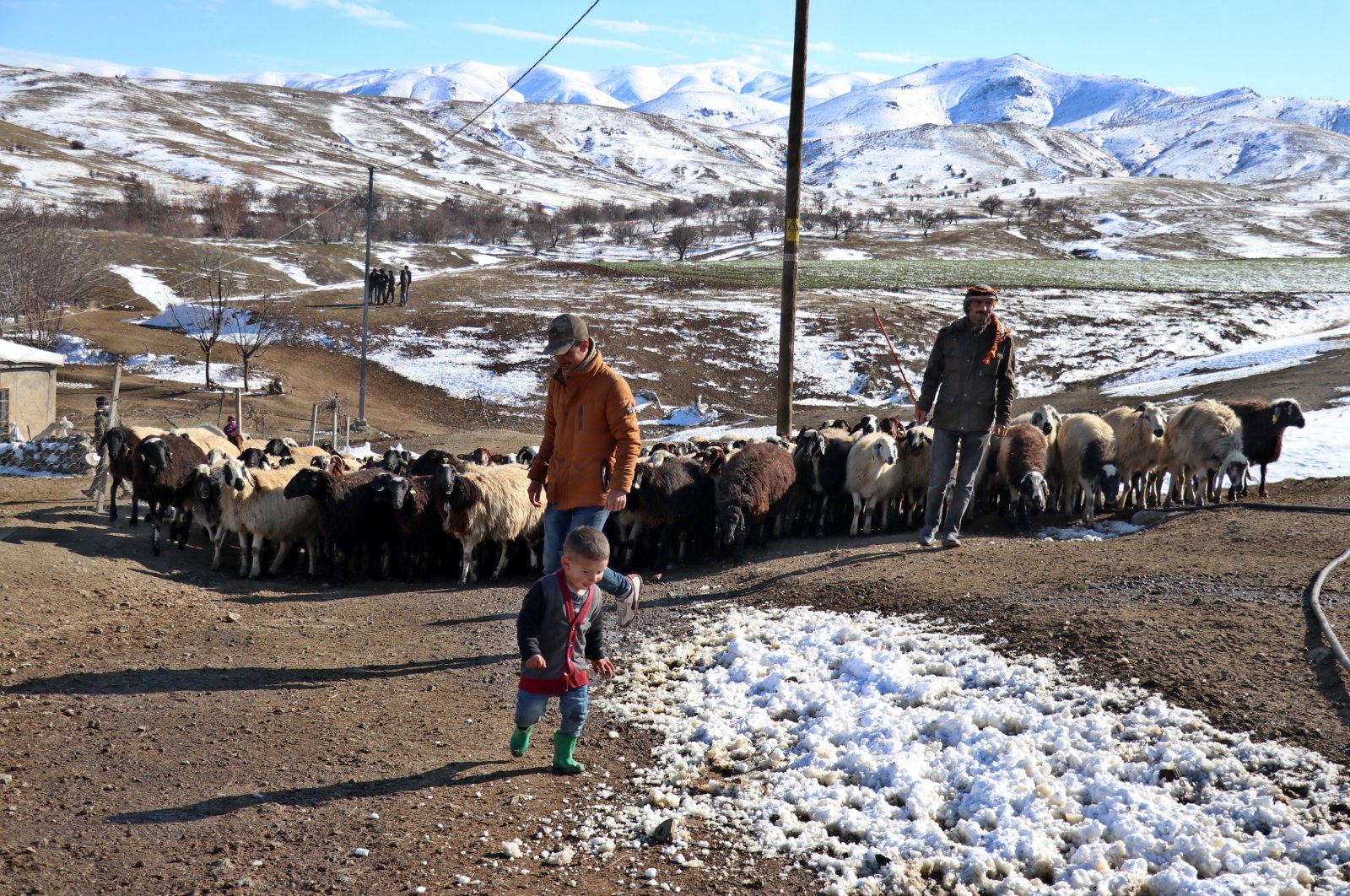 Nomadic families take their livestock to graze in Elazığ province, eastern Turkey, March 2, 2021. (AA Photo)