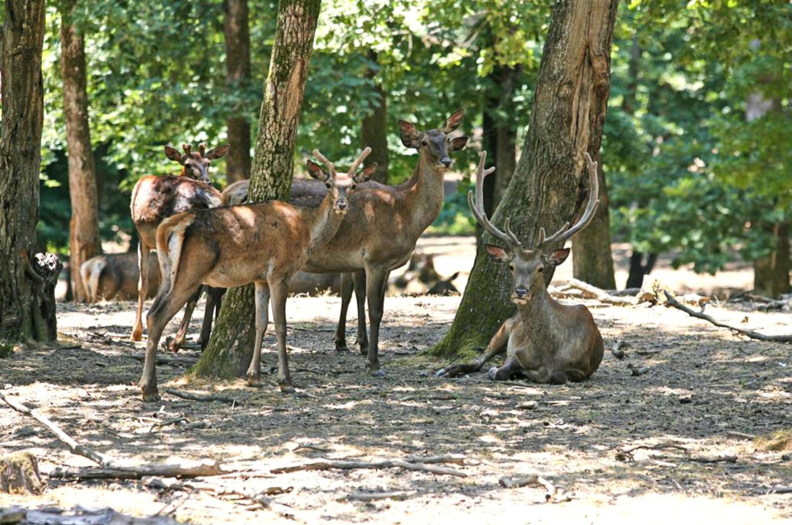 Breeding stations enrich Istanbul's little-known wildlife | Daily Sabah Breeding stations enrich Istanbul's little-known wildlife | Daily Sabah