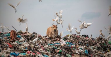 Cows play in a pile of rubbish at a landfill in Lhokseumawe, Aceh Province, Indonesia, Feb. 5, 2020. (Barcroft Media via Getty Images)