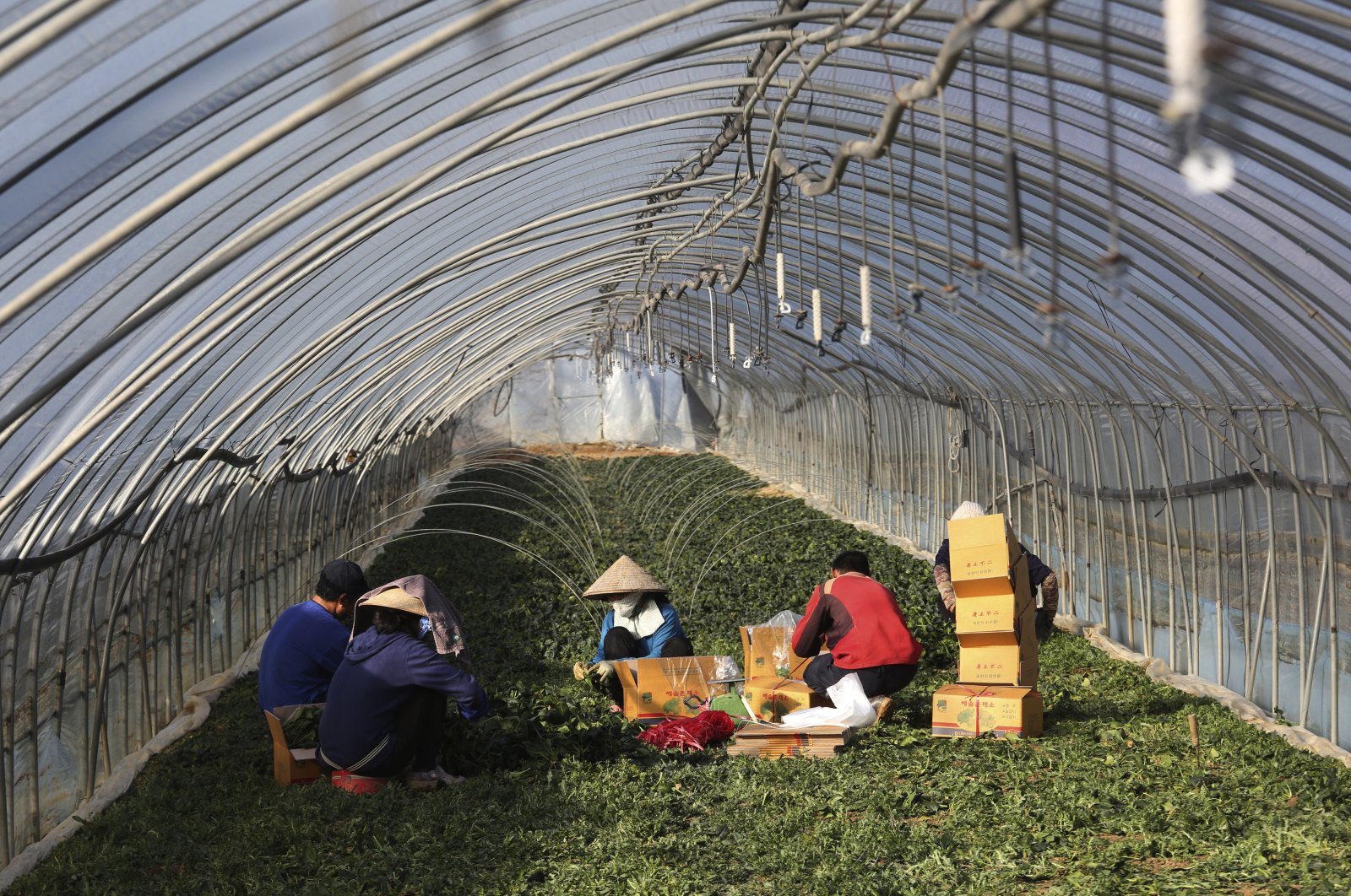 Migrant workers work inside a greenhouse at a farm in Pocheon, South Korea, Feb. 8, 2021. (AP Photo)