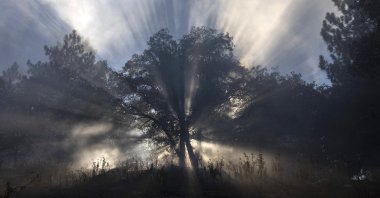 Sun rays filter through a smoky forest at the Apple Fire as an excessive heat warning continues, Cherry Valley, California, U.S., Aug. 1, 2020. (Photo by Getty Images)