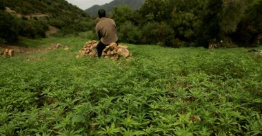 In this file photo, a farmer guards his plantation of cannabis near Chefchaouen, Morocco, March 27, 2008. (Reuters)