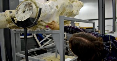 Juha Saarinen works on the elephant skull, Kayseri, central Turkey, March 11, 2021. (AA Photo)